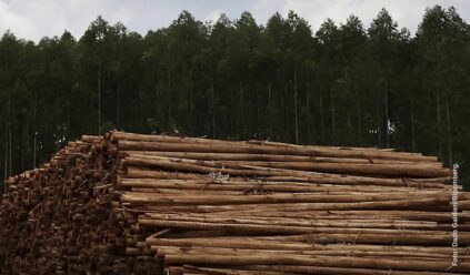 Eldorado e Suzano firmam acordo inédito para uso compartilhado de florestas em MS