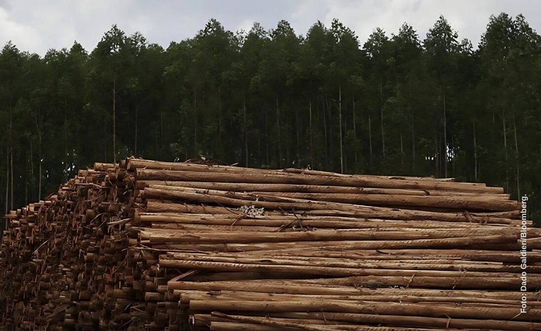 Eldorado e Suzano firmam acordo inédito para uso compartilhado de florestas em MS