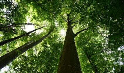 Licenciamento ambiental e saneamento: simplificação exige atenção