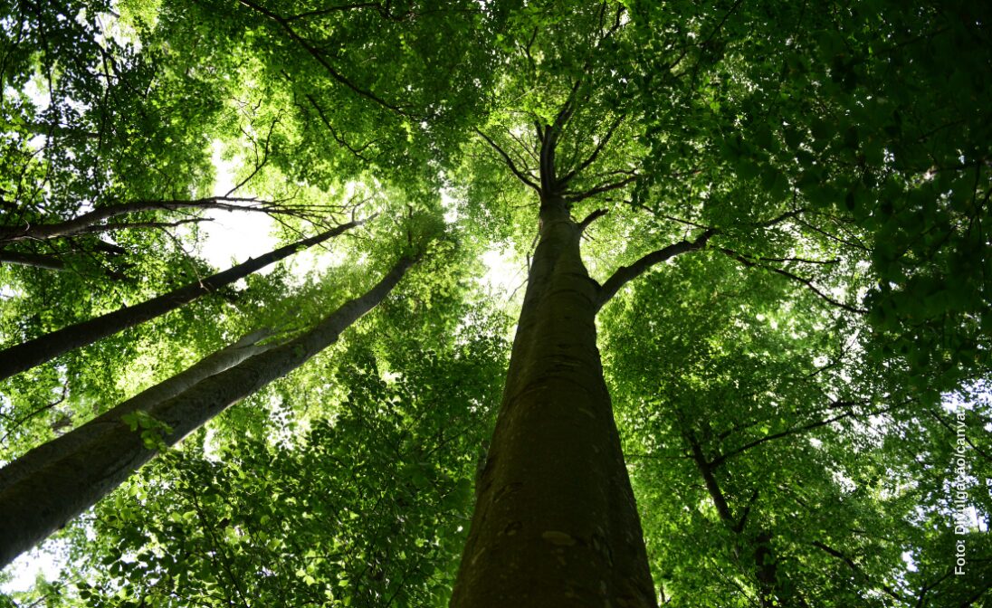 Licenciamento ambiental e saneamento: simplificação exige atenção