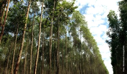 Mato Grosso do Sul deve concentrar maior parte da celulose brasileira em dez anos