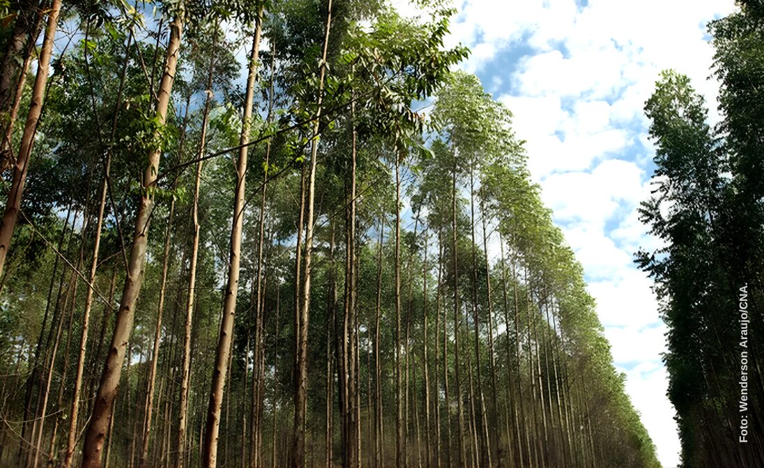 Mato Grosso do Sul deve concentrar maior parte da celulose brasileira em dez anos