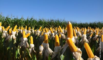 Milho deve representar 42% da produção nacional do etanol em 2035, estima EPE