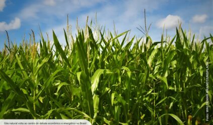 Por que a biomassa pode ser um trunfo energético do país