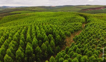 2026 entre incertezas e oportunidades: os fatores que devem moldar o ano do setor de celulose