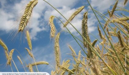 ANP autoriza operação da primeira usina de etanol de trigo do país