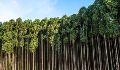 Celulose latino-americana no cenário global: desafios e oportunidades