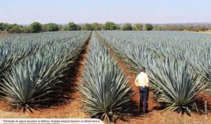O Sertão vai virar bioenergia