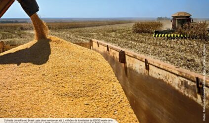 DDG, coproduto do milho, avança com etanol e pode chegar a 11 milhões de toneladas